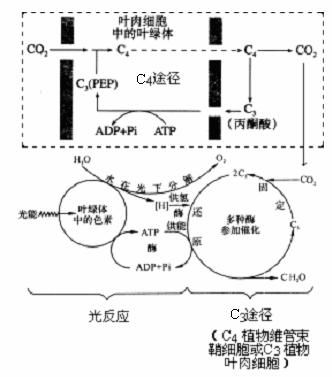 c4植物光合作用的特點過程圖解 c4植物基本特點可歸納為 在c4植物中有c4途徑也有c3途徑 c4途徑發(fā)生在葉肉細(xì)胞的葉綠體中.c3途徑發(fā)生在維管束鞘細(xì)胞葉綠體中 c4途徑起到