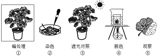 練習(xí)題及答案-江蘇初中生物七年級