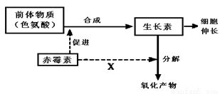 下列關(guān)于細(xì)胞結(jié)構(gòu)和功能的敘述中.錯誤的是a.植物葉肉細(xì)胞線粒體基質(zhì)中的co2可以直接穿越8層磷脂分子參與光合作用過程b.細(xì)胞內(nèi)的atp不一定都在生物膜上合成c.葉綠體中基粒和類囊體擴(kuò)展了捕獲光能的膜面積