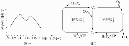 生態(tài)系統(tǒng)碳循環(huán)的關鍵過程與光合作用